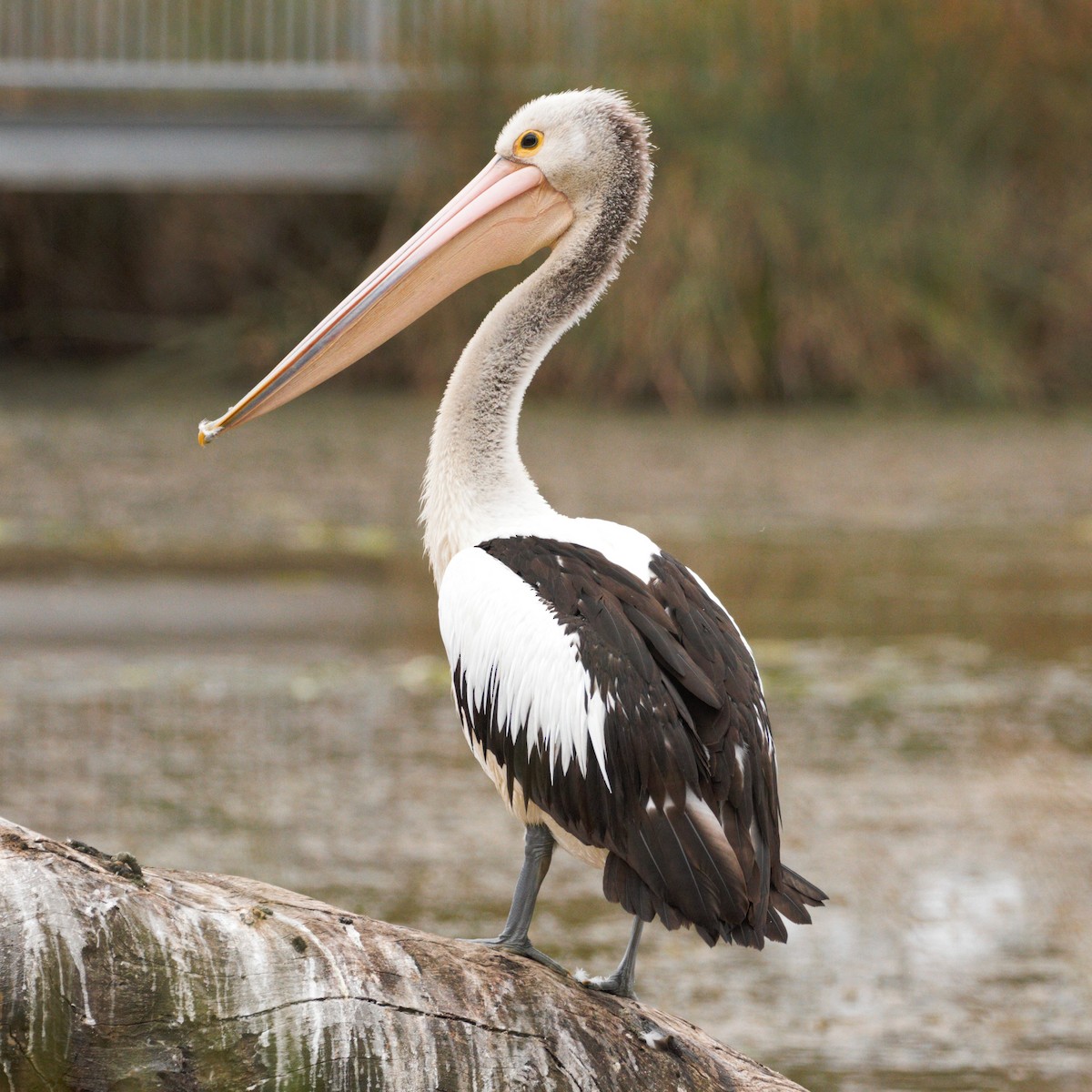 pelikán australský - ML614974472