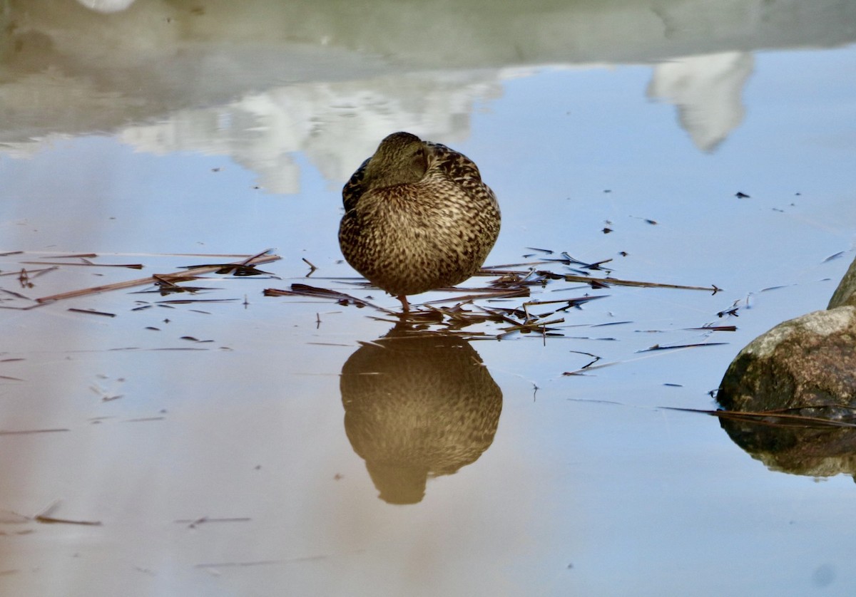 Mallard - Danielle-Claude Bélanger