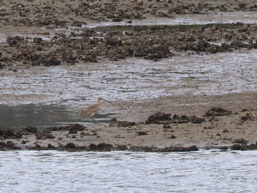 Far Eastern Curlew - ML614974584