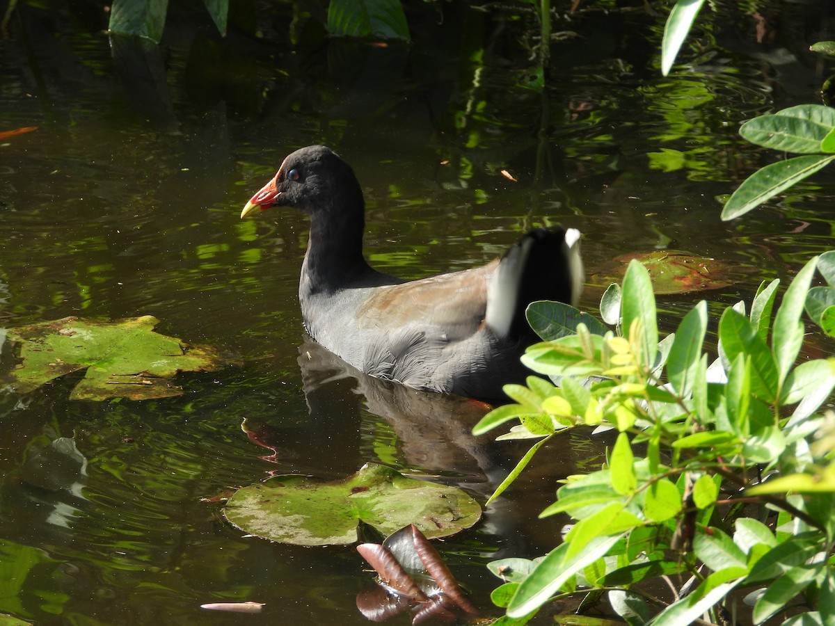 Gallinule sombre - ML614974623