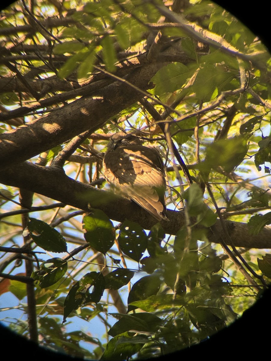 Brown Boobook - ML614974717