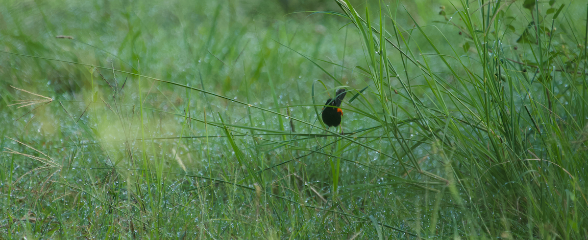 Red-backed Fairywren - ML614974753