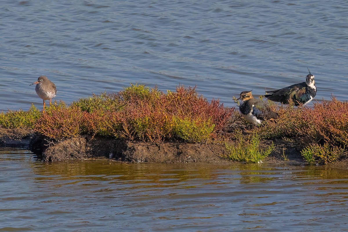 Common Redshank - ML614974760