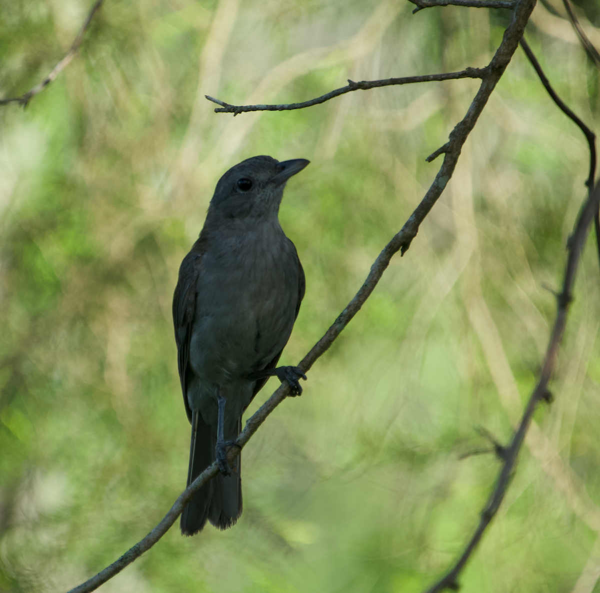 Gray Shrikethrush - ML614974769