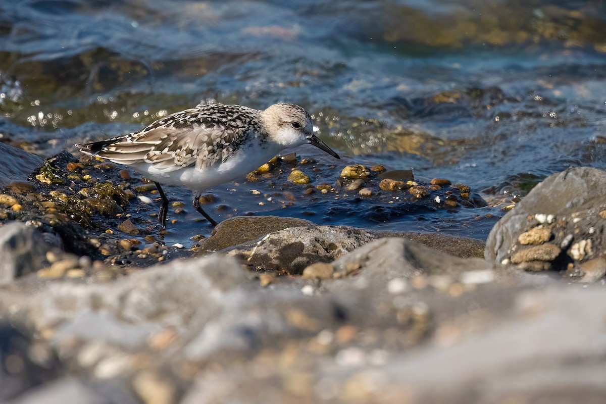 Bécasseau sanderling - ML614974775