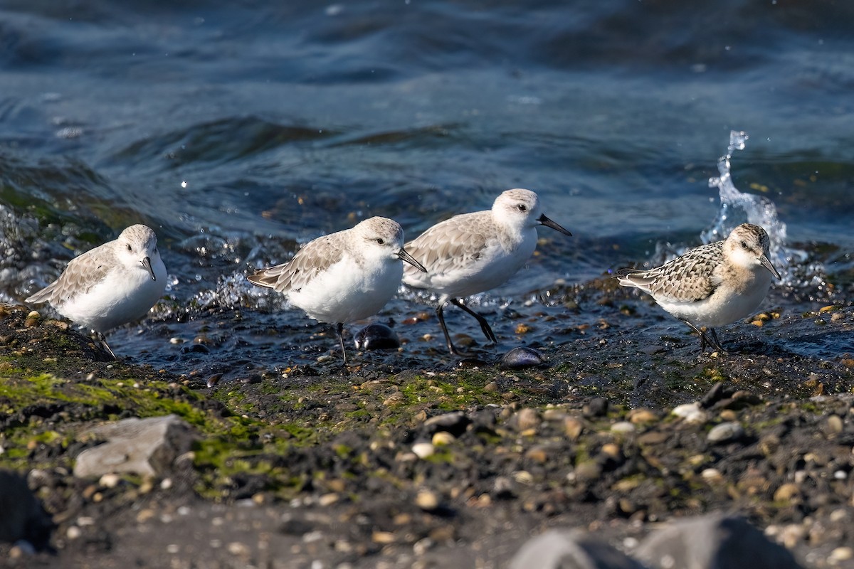 Bécasseau sanderling - ML614974776