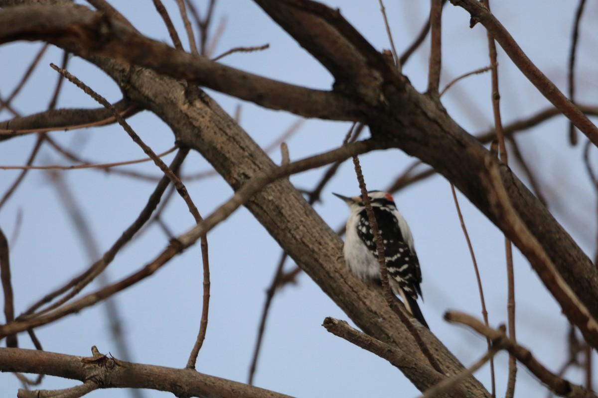 Downy Woodpecker - Danielle-Claude Bélanger