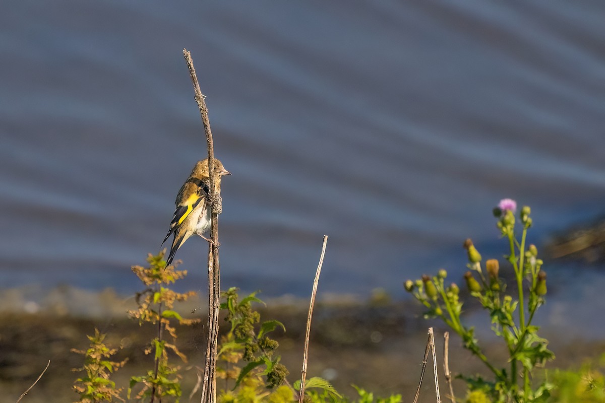 European Goldfinch - Jaap Velden
