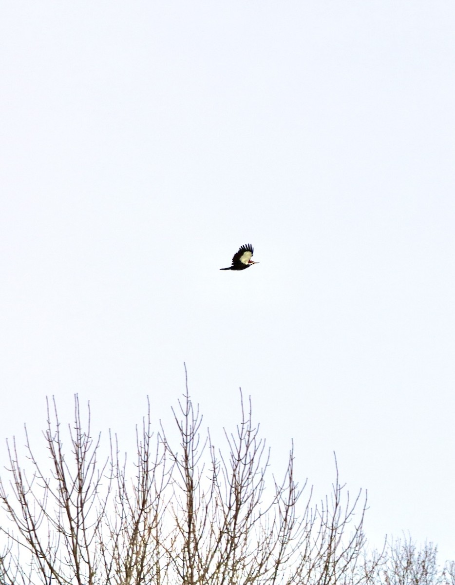 Pileated Woodpecker - Danielle-Claude Bélanger