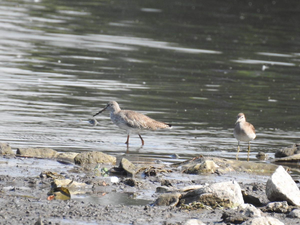 Common/Spotted Redshank - ML614974882