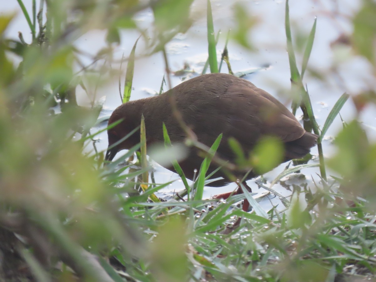 Ruddy-breasted Crake - Gerry Hawkins