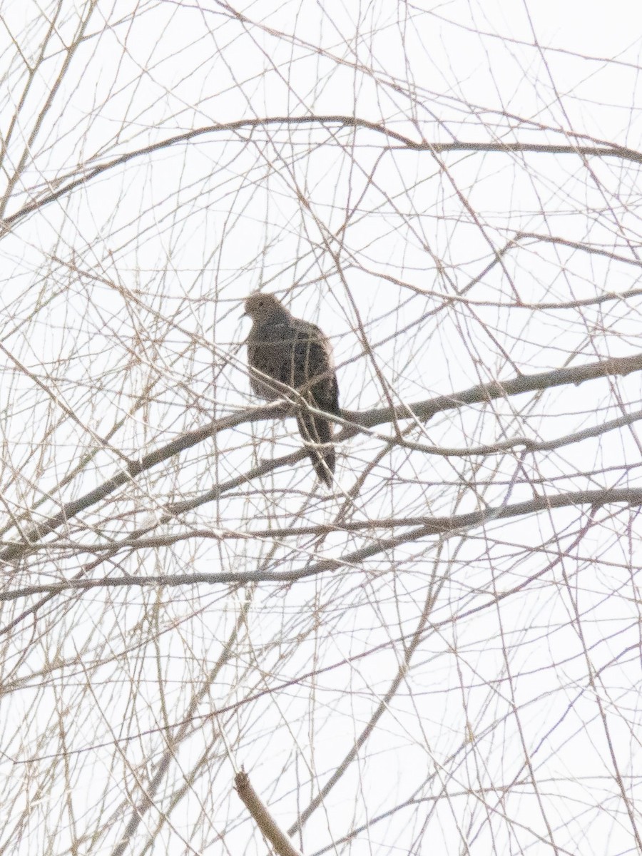 Mourning Dove - Carol Collins