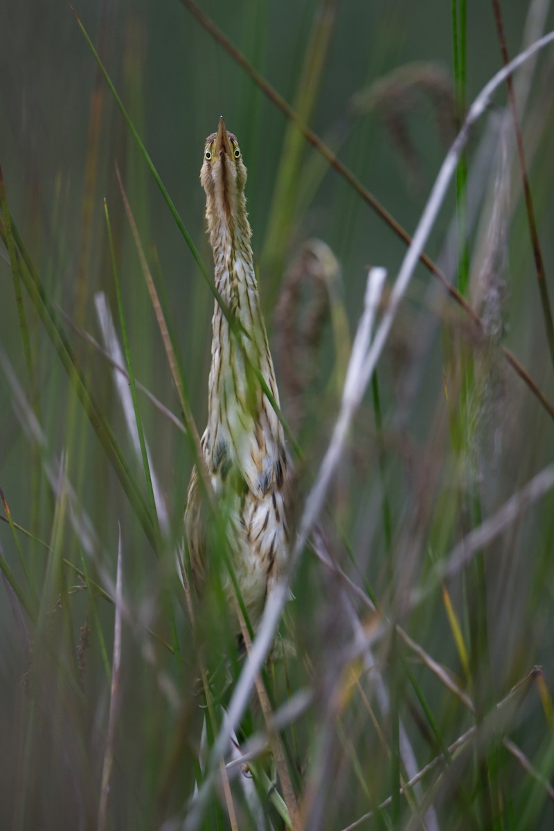 Black-backed Bittern - ML614974904