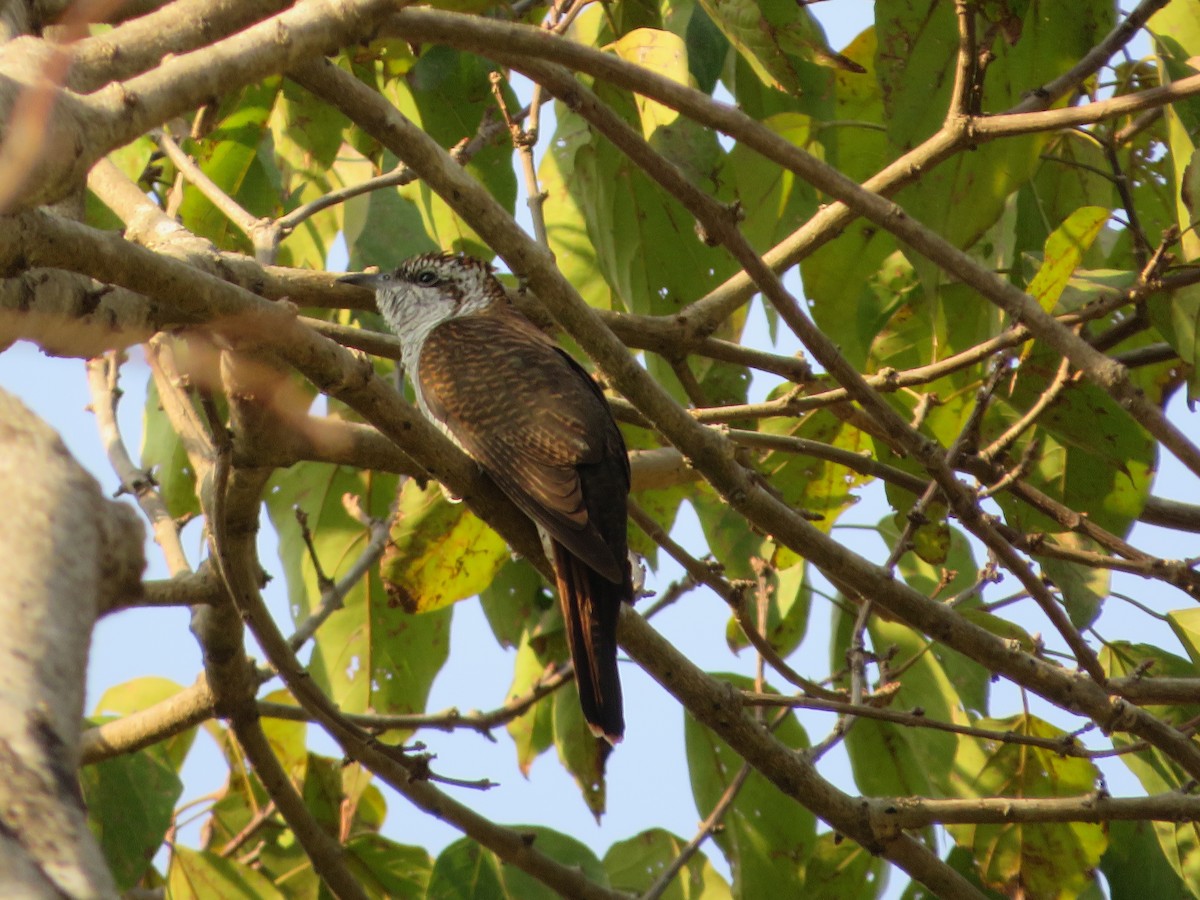 Banded Bay Cuckoo - ML614974911