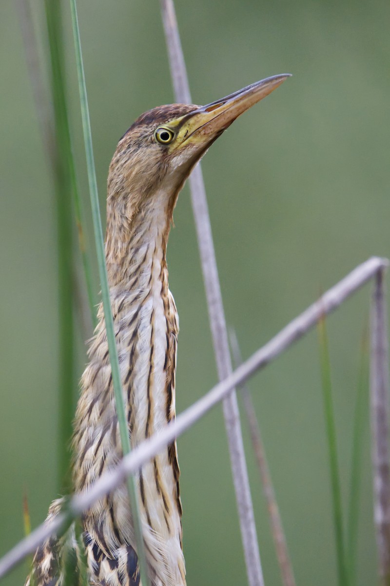 Black-backed Bittern - ML614974935