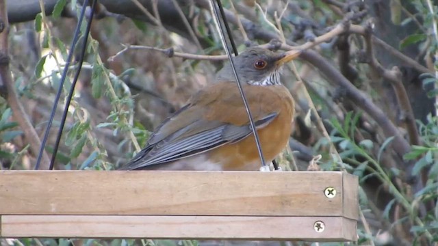 Rufous-backed Robin - ML614974953