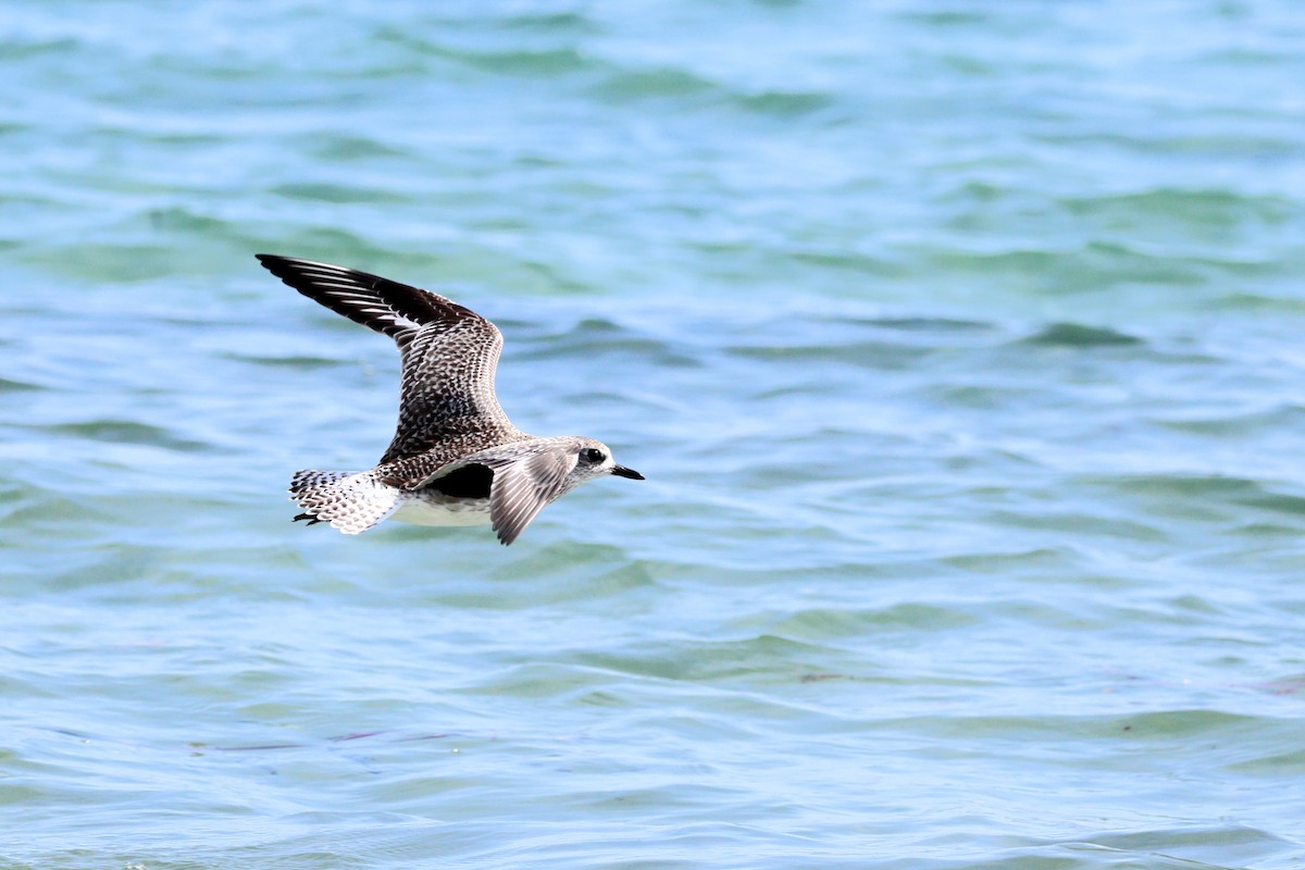 Black-bellied Plover - ML614974975