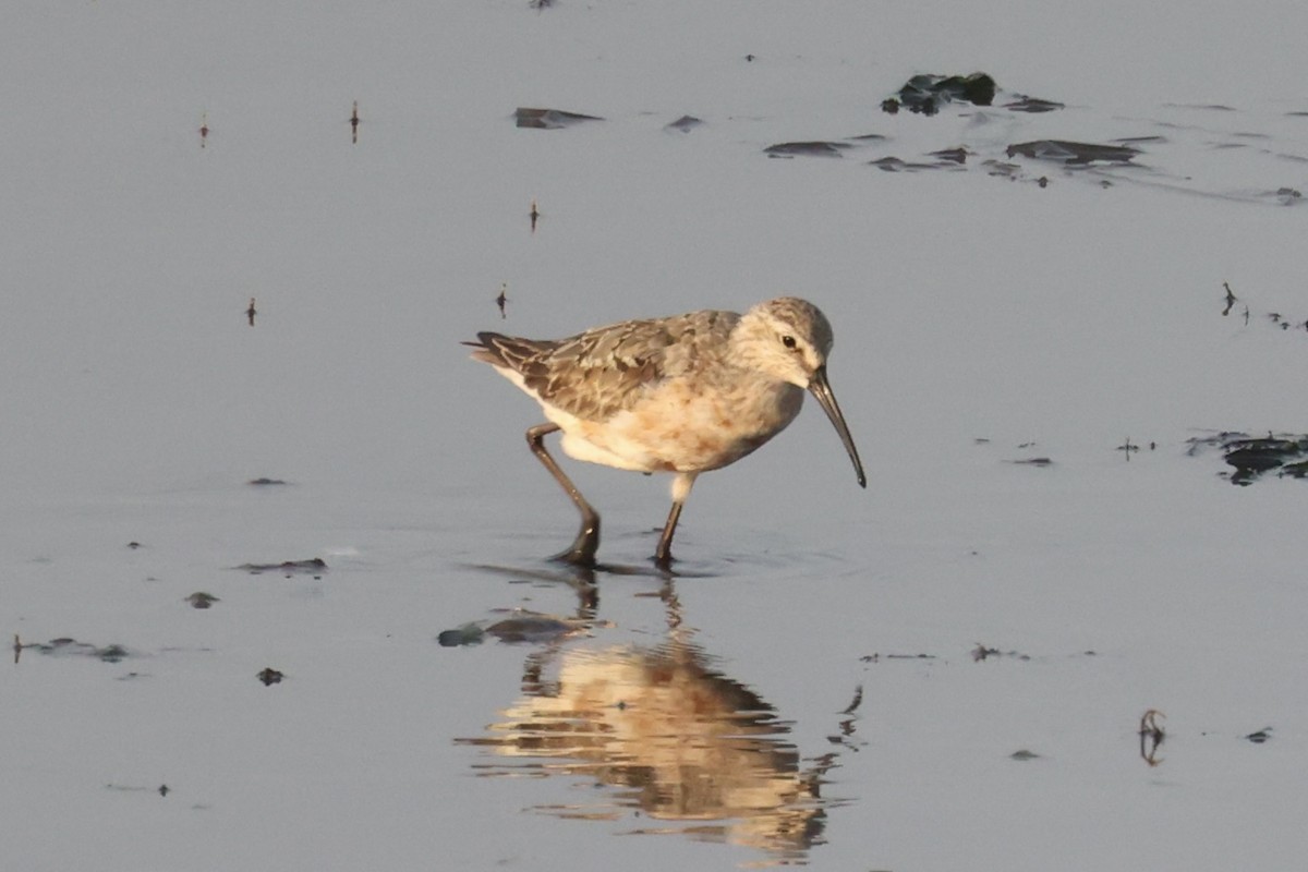 Curlew Sandpiper - ML614975082