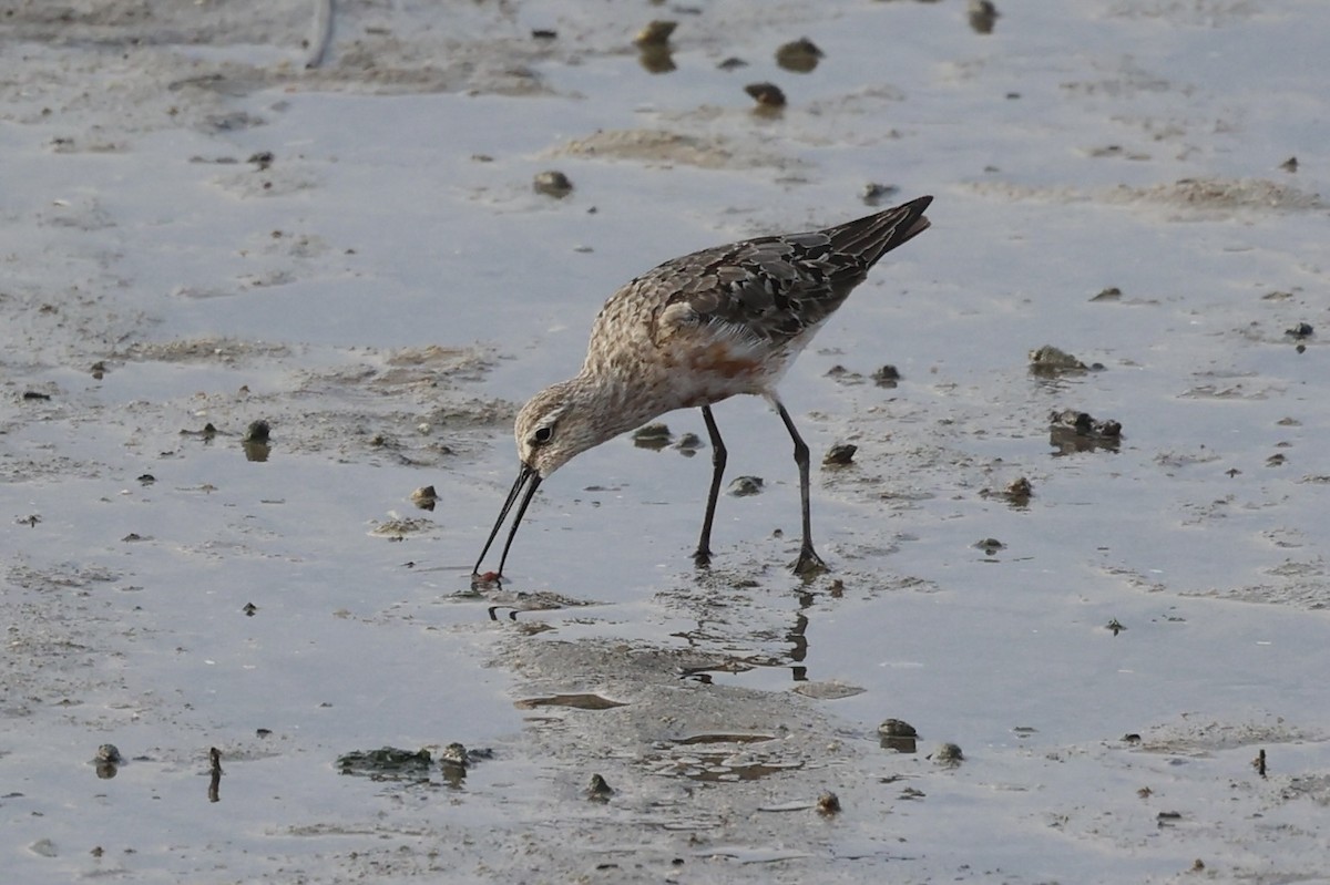 Curlew Sandpiper - ML614975083