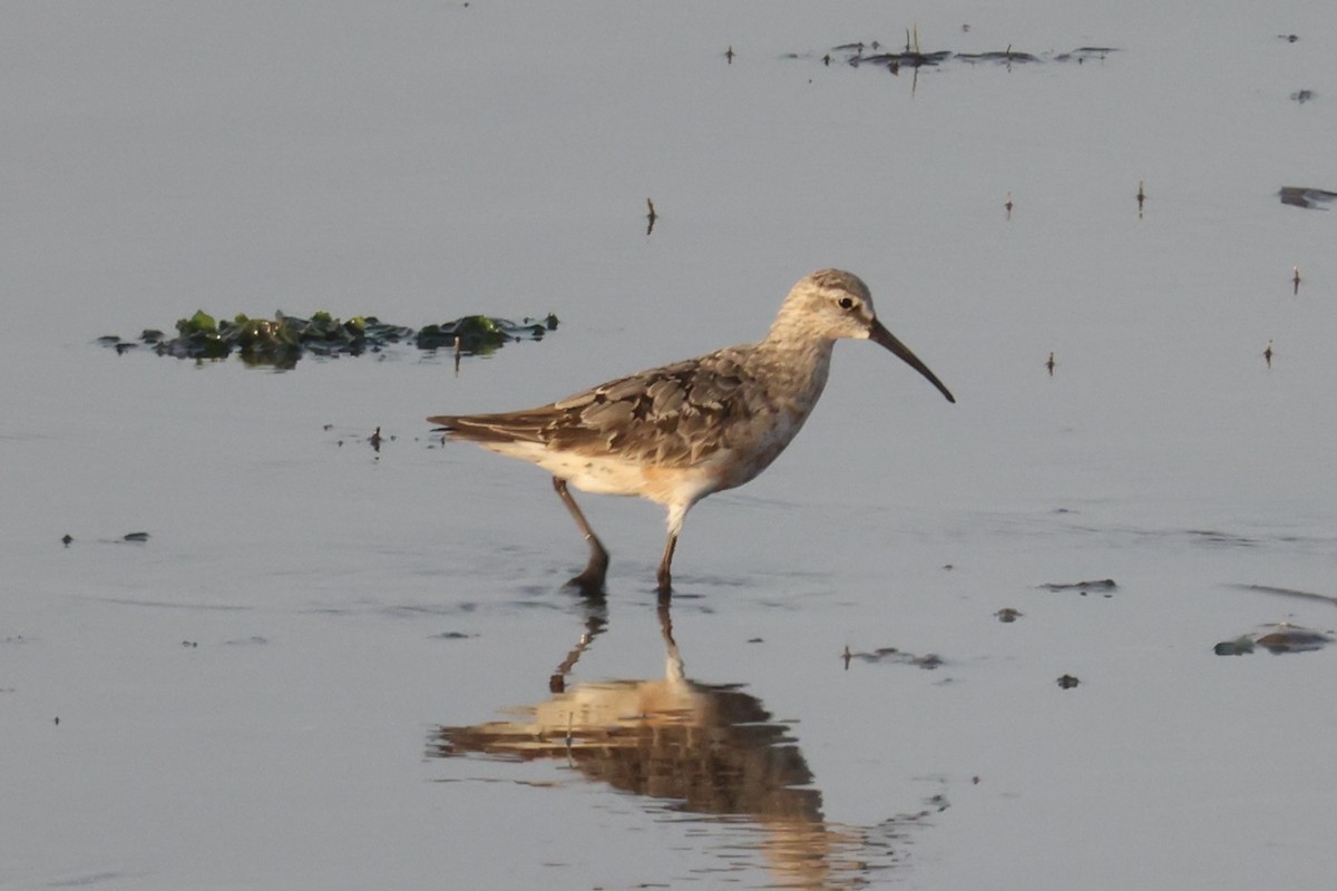 Curlew Sandpiper - Andrew William