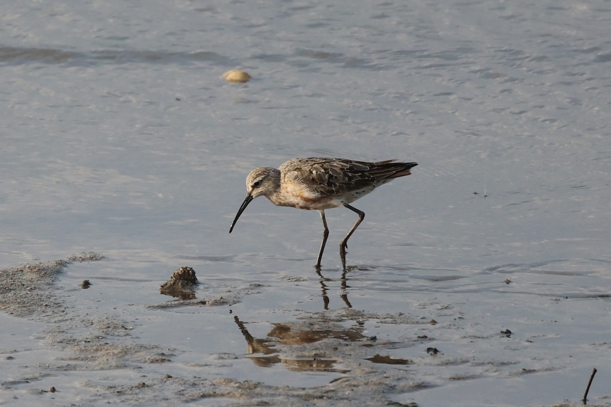 Curlew Sandpiper - Andrew William