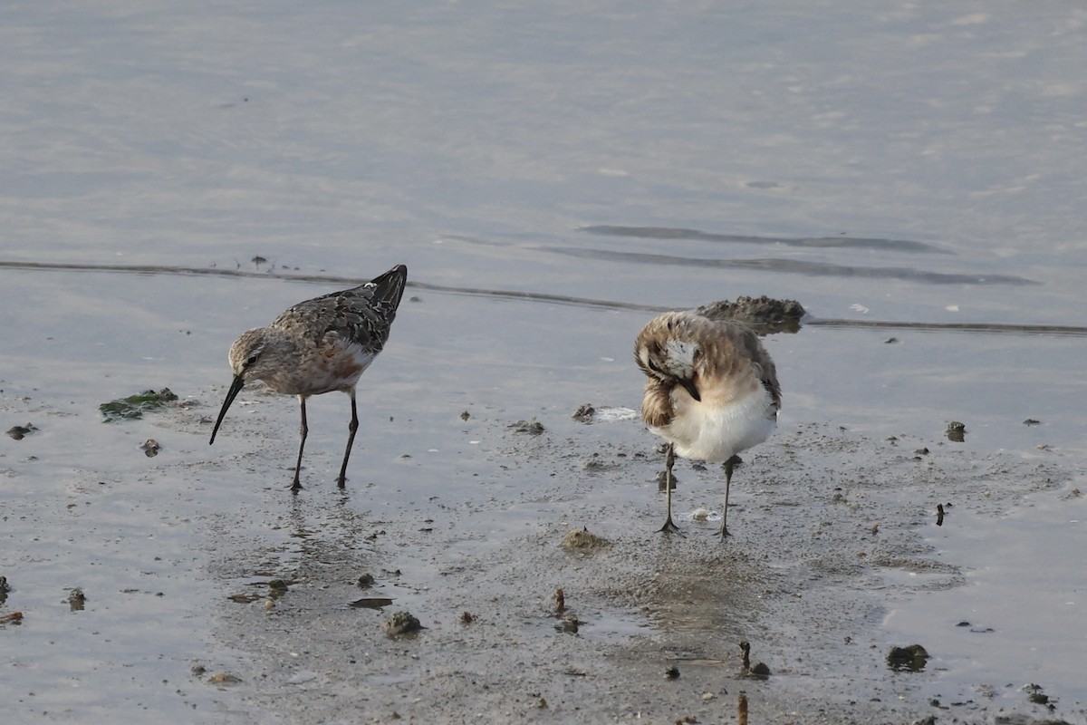 Curlew Sandpiper - ML614975086