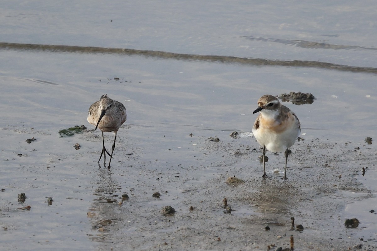 Curlew Sandpiper - Andrew William