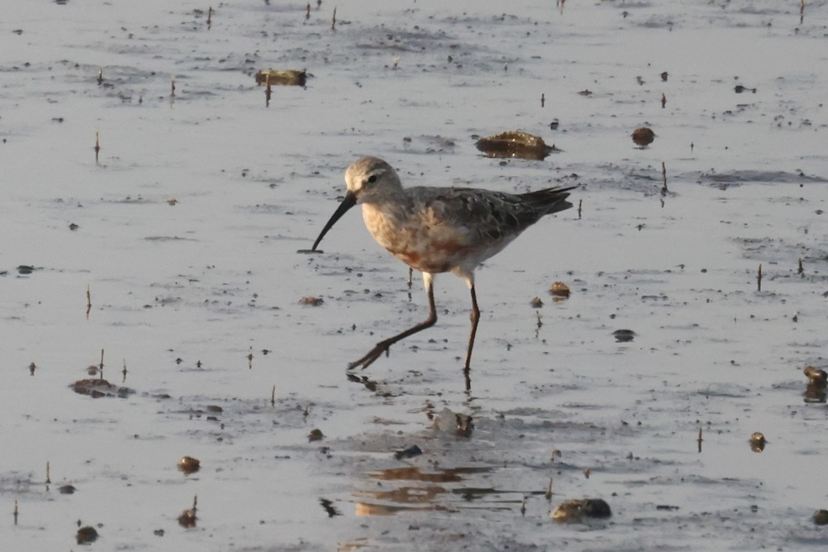 Curlew Sandpiper - ML614975088