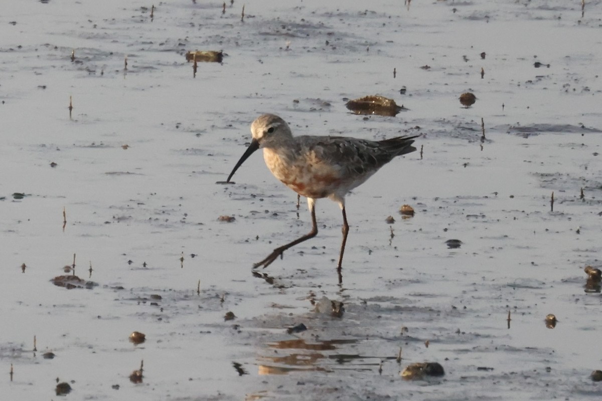 Curlew Sandpiper - Andrew William