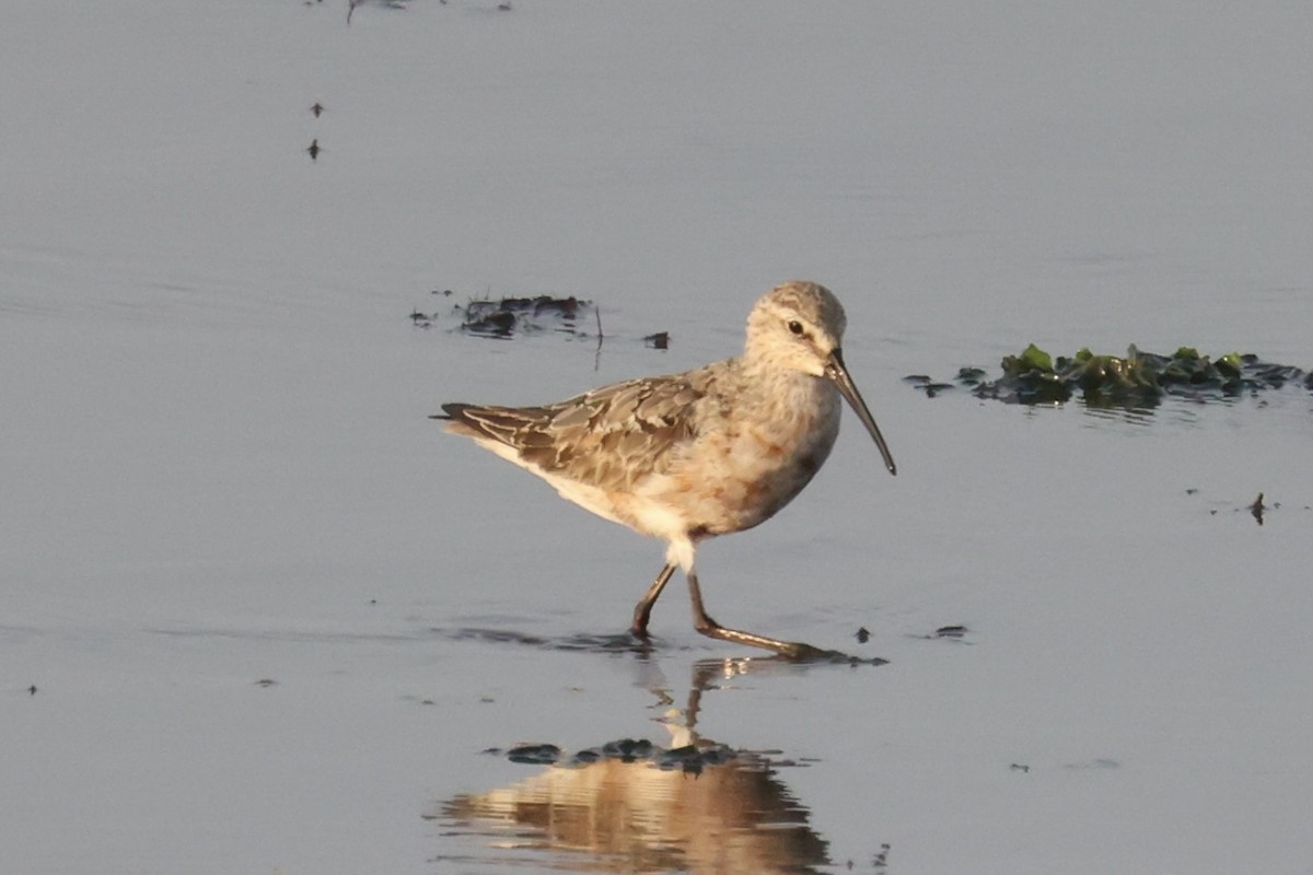Curlew Sandpiper - ML614975089