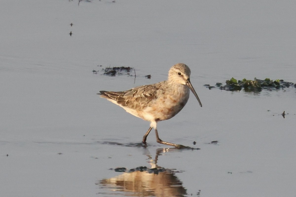 Curlew Sandpiper - Andrew William