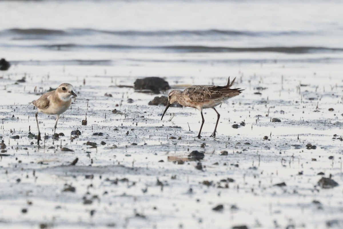 Curlew Sandpiper - ML614975090