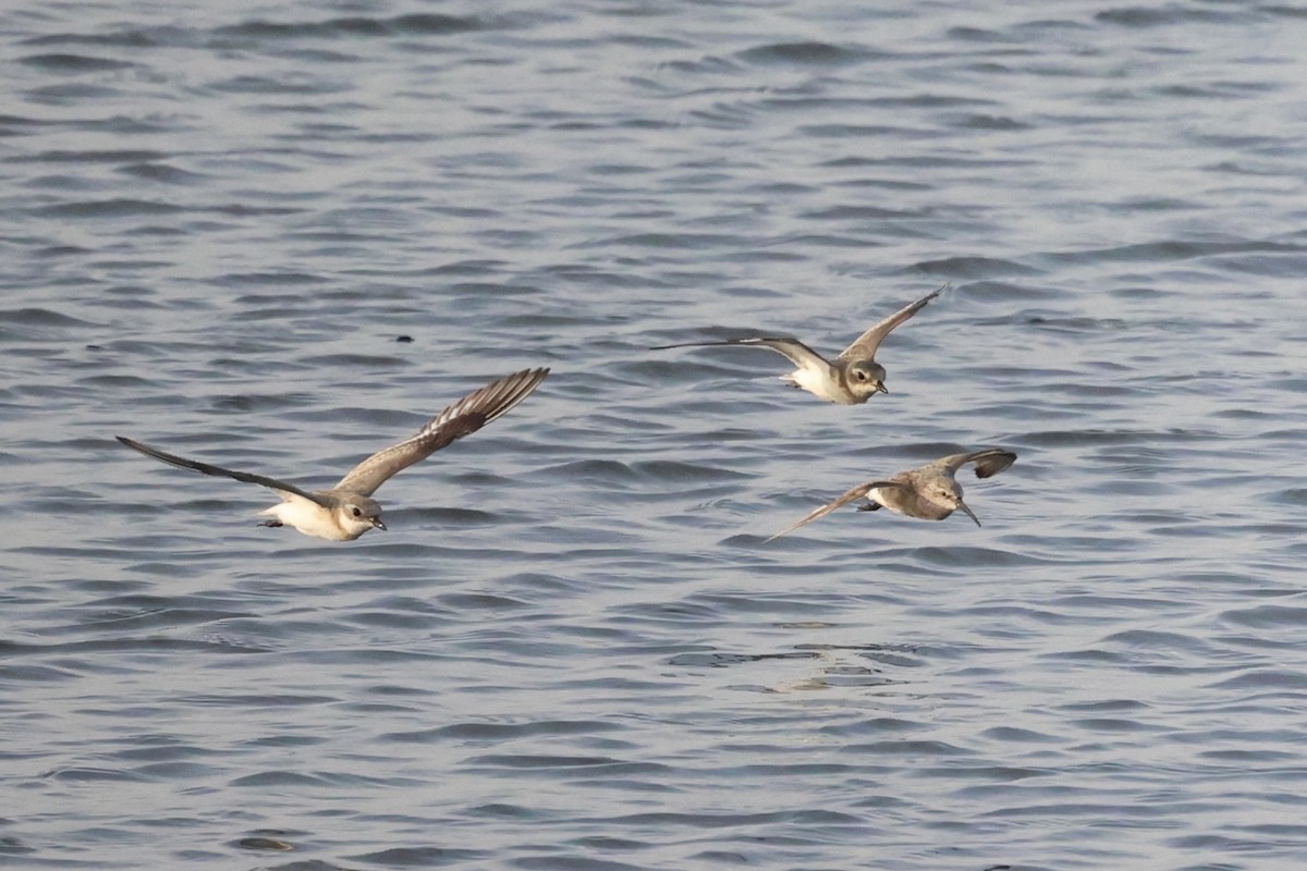 Curlew Sandpiper - ML614975091