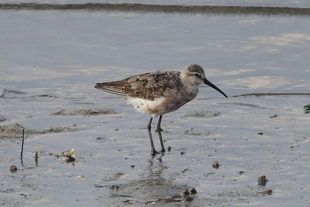 Curlew Sandpiper - ML614975092