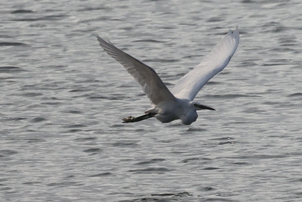 Little Egret - ML614975103