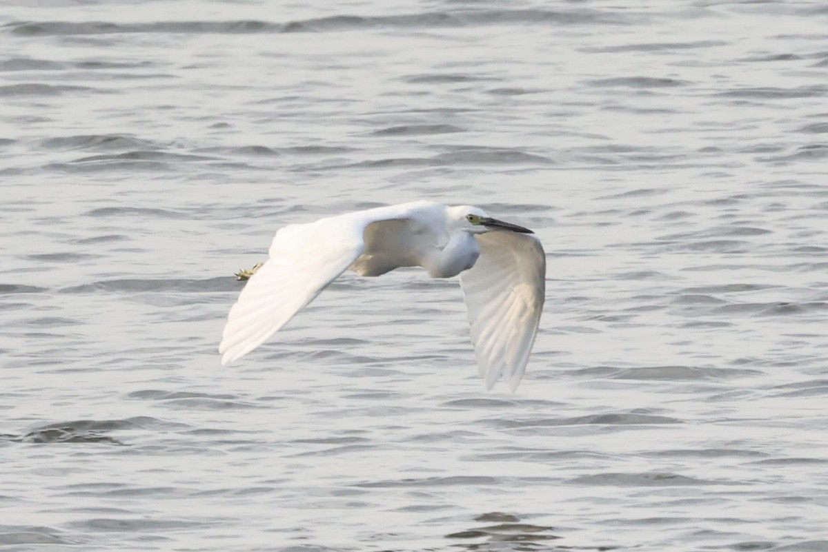 Little Egret - ML614975104