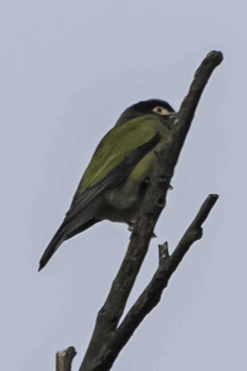 Australasian Figbird - David Bishop