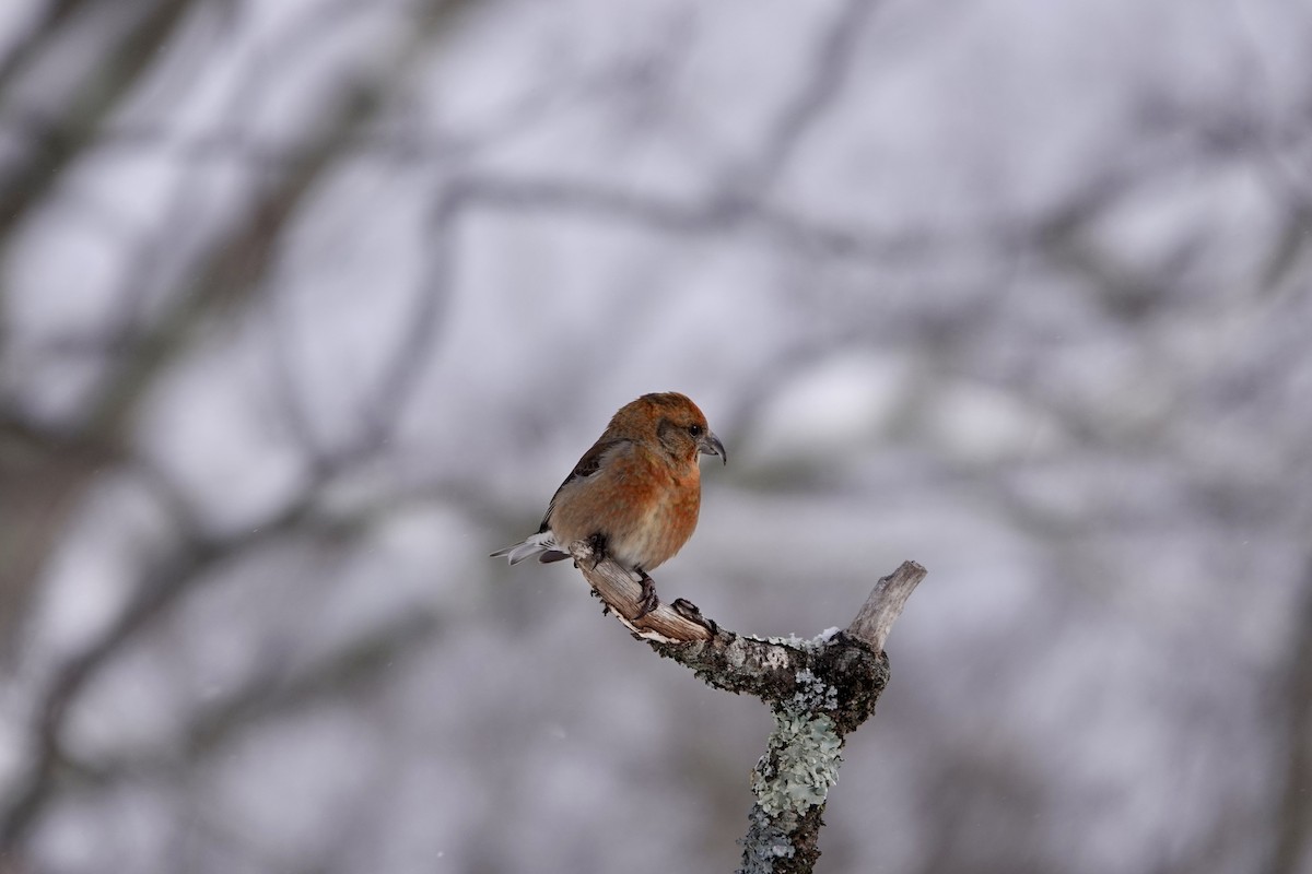 Red Crossbill - June McDaniels