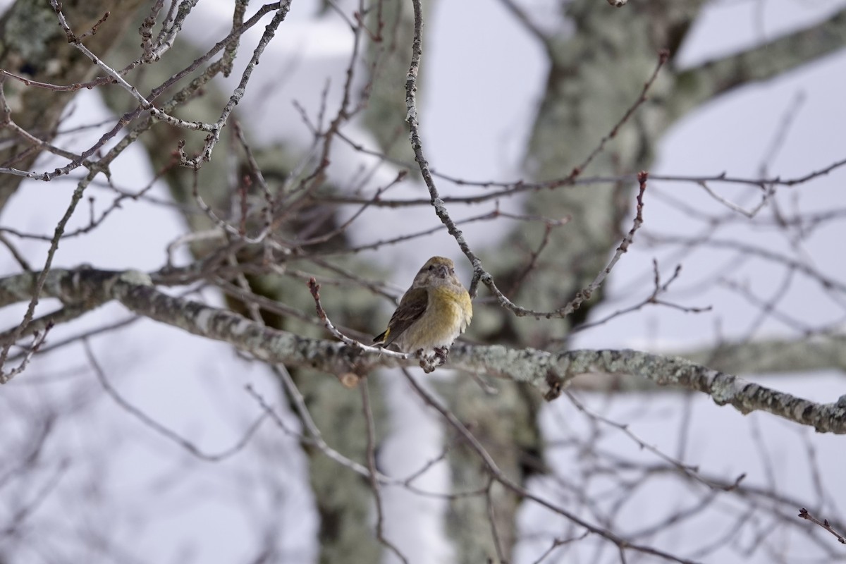 Red Crossbill - June McDaniels