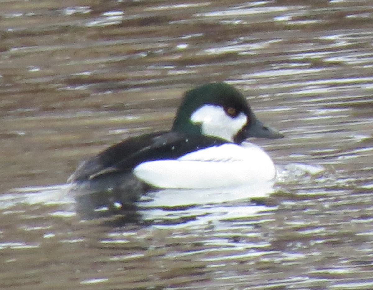 Bufflehead x Common Goldeneye (hybrid) - ML614975249