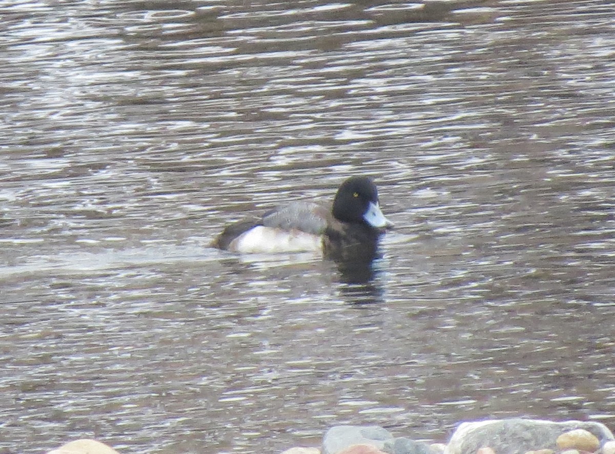 Greater Scaup - ML614975289