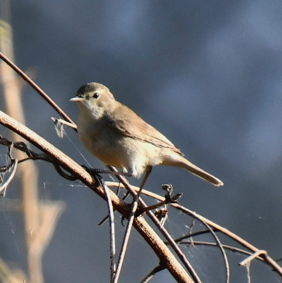 Booted Warbler - Darshana Venugopal