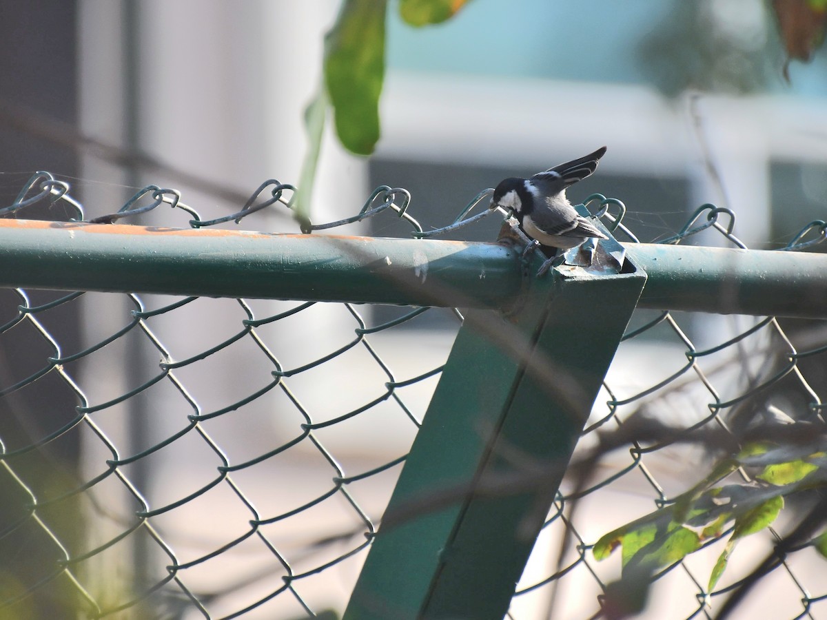 Cinereous Tit - Darshana Venugopal