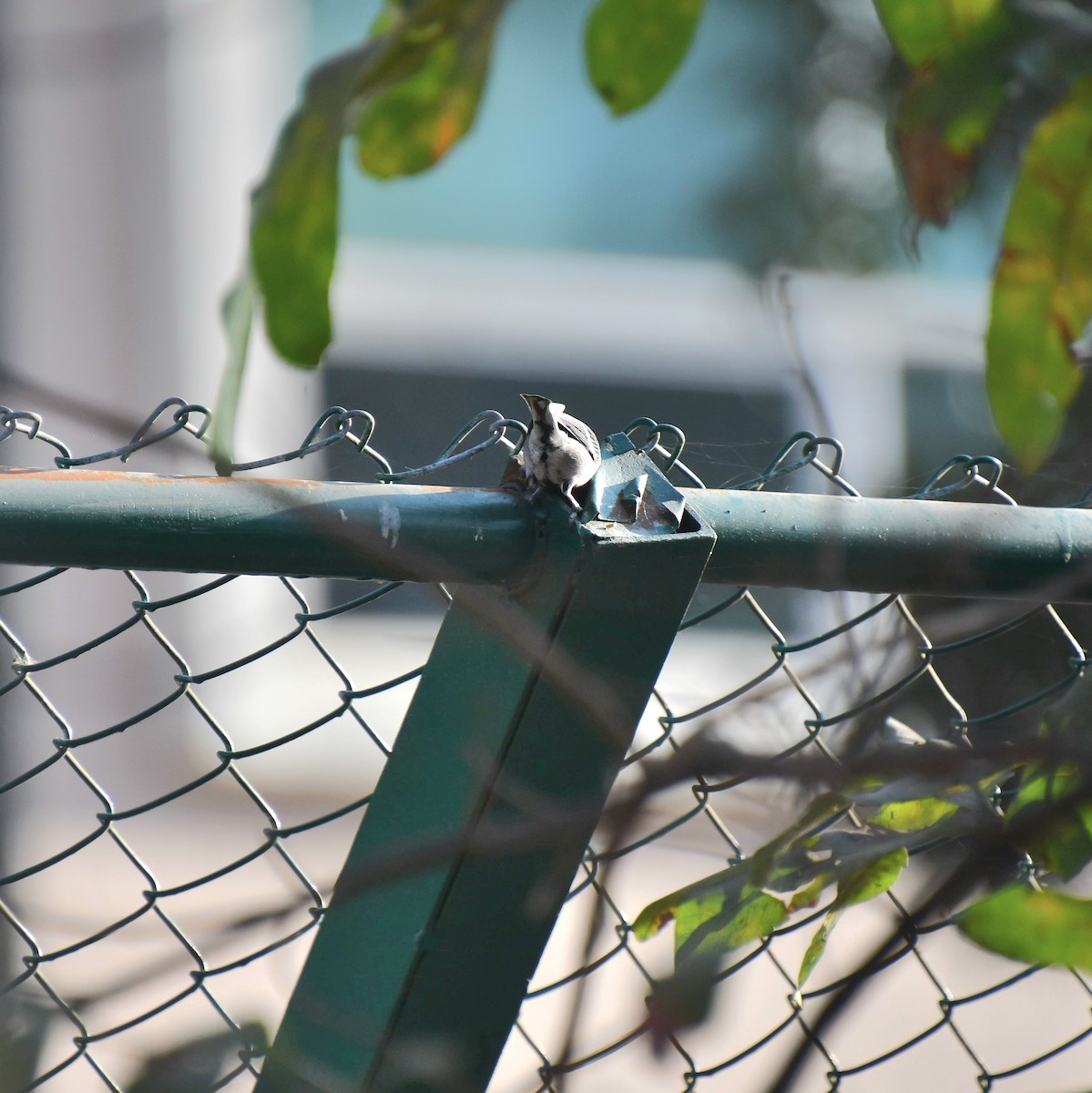 Cinereous Tit - ML614975298