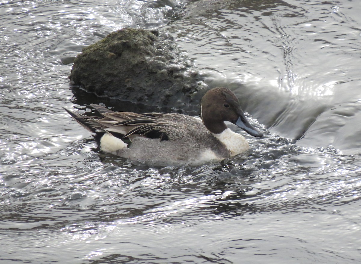 Northern Pintail - ML614975306