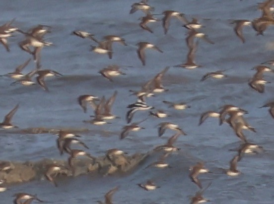 Ruddy Turnstone - ML614975325