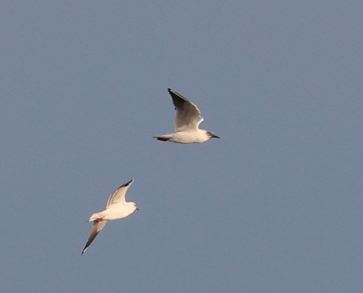 Gaviota Reidora - ML614975326