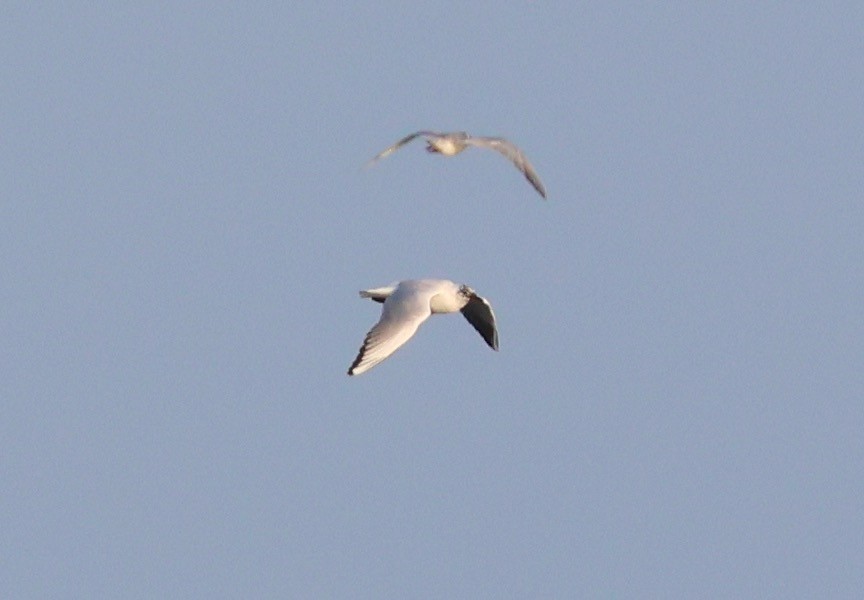 Black-headed Gull - ML614975327