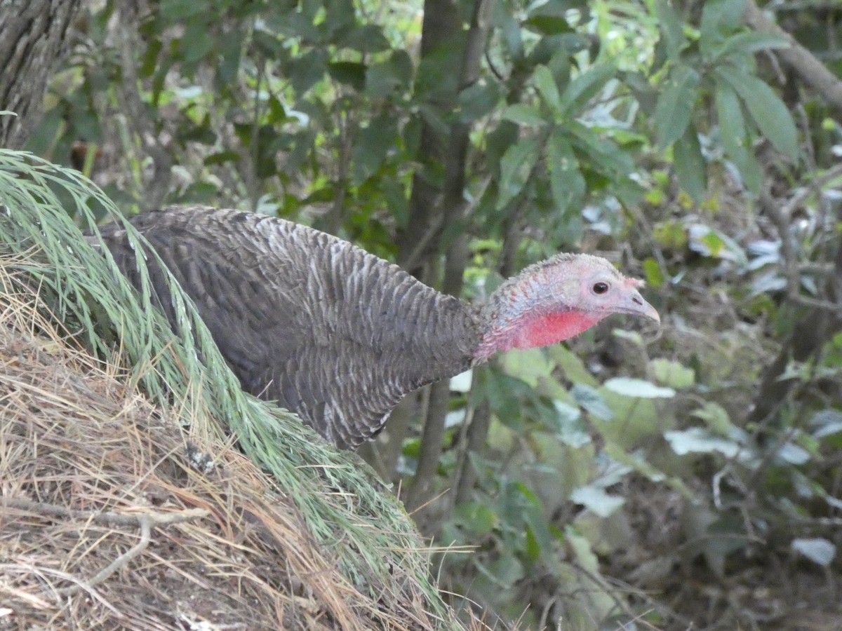 Guajolote Gallipavo - ML614975330