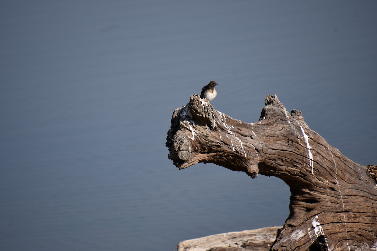 White-browed Wagtail - Darshana Venugopal